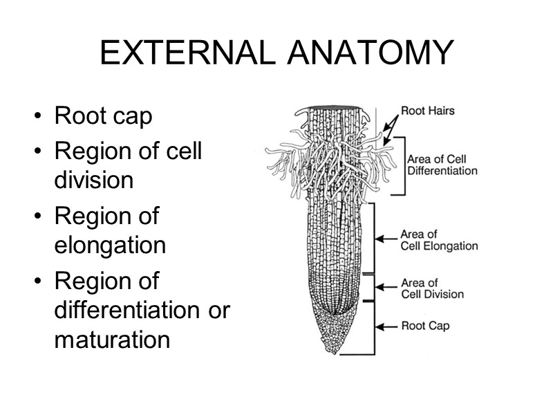 EXTERNAL ANATOMY  Root cap  Region of cell division  Region of elongation